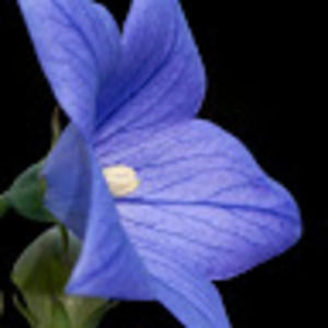 Meet your Posher, Bel